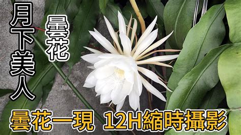 曇花一現的愛情|曇花一現 [修訂本參考資料]